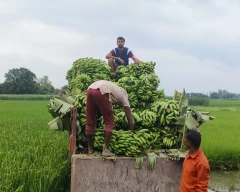 Normal Banana for sale in Ambedkar Nagar