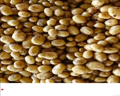 3797 Potato for sale in Firozabad