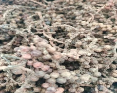 Black Pepper for sale in Tumakuru