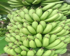 G-9 Banana for sale in Sitapur