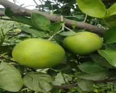 Normal Mosambi for sale in Nagpur
