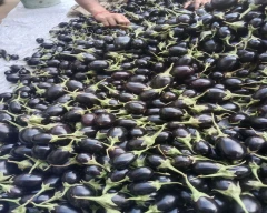 Normal Brinjal for sale in Jaipur