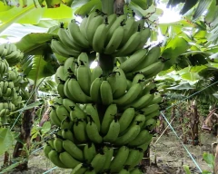 Normal Banana for sale in Lakhimpur