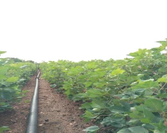 Hybrid Beetroot for sale in Raichur