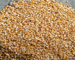 A Grade Quality Maize for sale in Patna