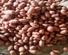 New Holland Potato for sale in Kannauj