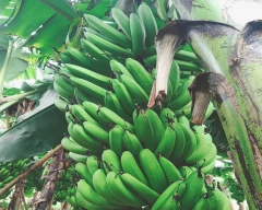 G-9 Banana for sale in Kaushambi