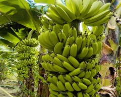 G-9 Banana for sale in Lakhimpur