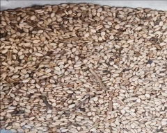 A Grade Quality Sesame for sale in Ratlam