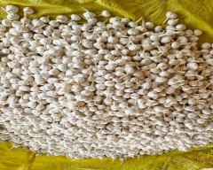 A Grade Quality Garlic for sale in Mandsaur