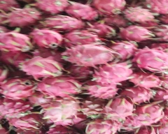 Red Dragon Fruit for sale in Anantapur