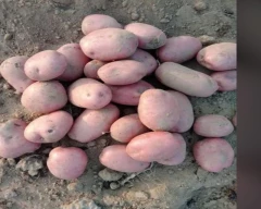 Sindhuri Potato for sale in Kannauj