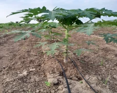 Number 15 Papaya for sale in Pali