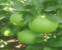 Normal Mosambi for sale in Jalgaon