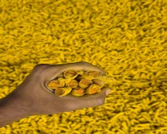 Dry Finger Turmeric for sale in Guntur