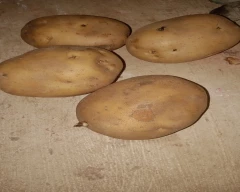 Kufri Surya Potato for sale in Etawah