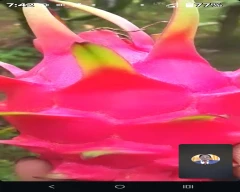 Red Dragon Fruit for sale in Ghazipur