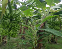 G-9 Banana for sale in Kushinagar