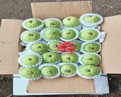 VNR Guava for sale in Ratlam