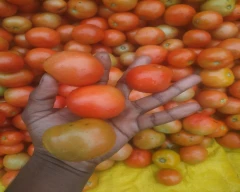 Saaho (TO-3251) Tomato for sale in Chhindwara