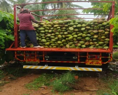 Normal Tender Coconut for sale in Krishna