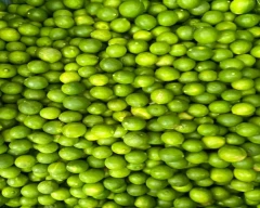 A Grade Quality Lemon for sale in Central Delhi
