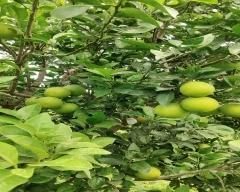 Normal Mosambi for sale in Jalna