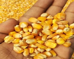 A Grade Quality Maize for sale in Virudhunagar