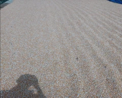 Hybrid Maize for sale in Nandyal