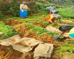 Normal Carrot for sale in Nilgiris