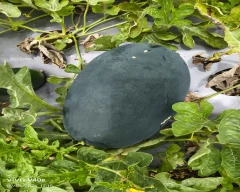 Melody Watermelon for sale in Beed