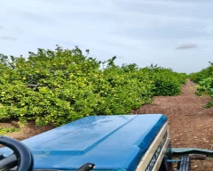 Normal Mosambi for sale in Anantapur
