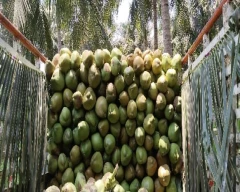 Normal Tender Coconut for sale in Visakhapatnam