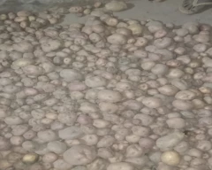C - 40 Potato for sale in Samastipur