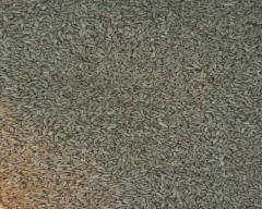 A Grade Quality Wheat for sale in Gorakhpur