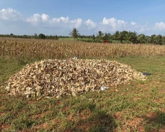 Common Millet for sale in Mysuru
