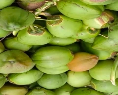 Normal Tender Coconut for sale in Gir Somnath