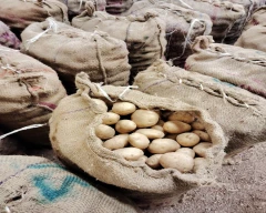 3797 Potato for sale in Balod
