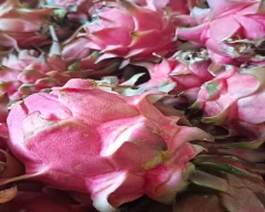 Red Dragon Fruit for sale in Haveri