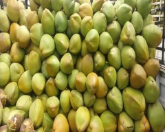 Normal Tender Coconut for sale in Tiruvallur