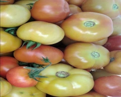 Organic Tomato for sale in Nagarkurnool