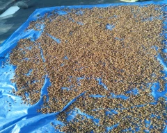 Flowers Mahua for sale in Rewa