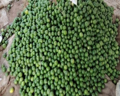 A Grade Quality Lemon for sale in West Godavari