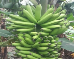 G-9 Banana for sale in Gonda