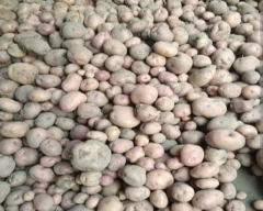 C - 40 Potato for sale in Budaun