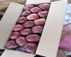 Kashmiri Apple for sale in Shopian