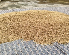 Normal Wheat for sale in Satna