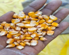 B Grade Quality Maize for sale in Lucknow
