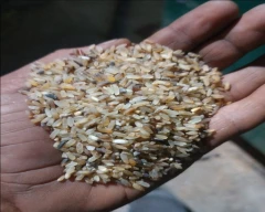 Boiled Rejection Rice for sale in Lucknow