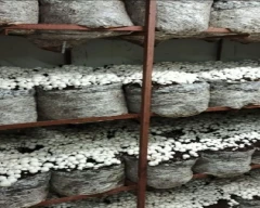 Button Mushroom for sale in Karauli